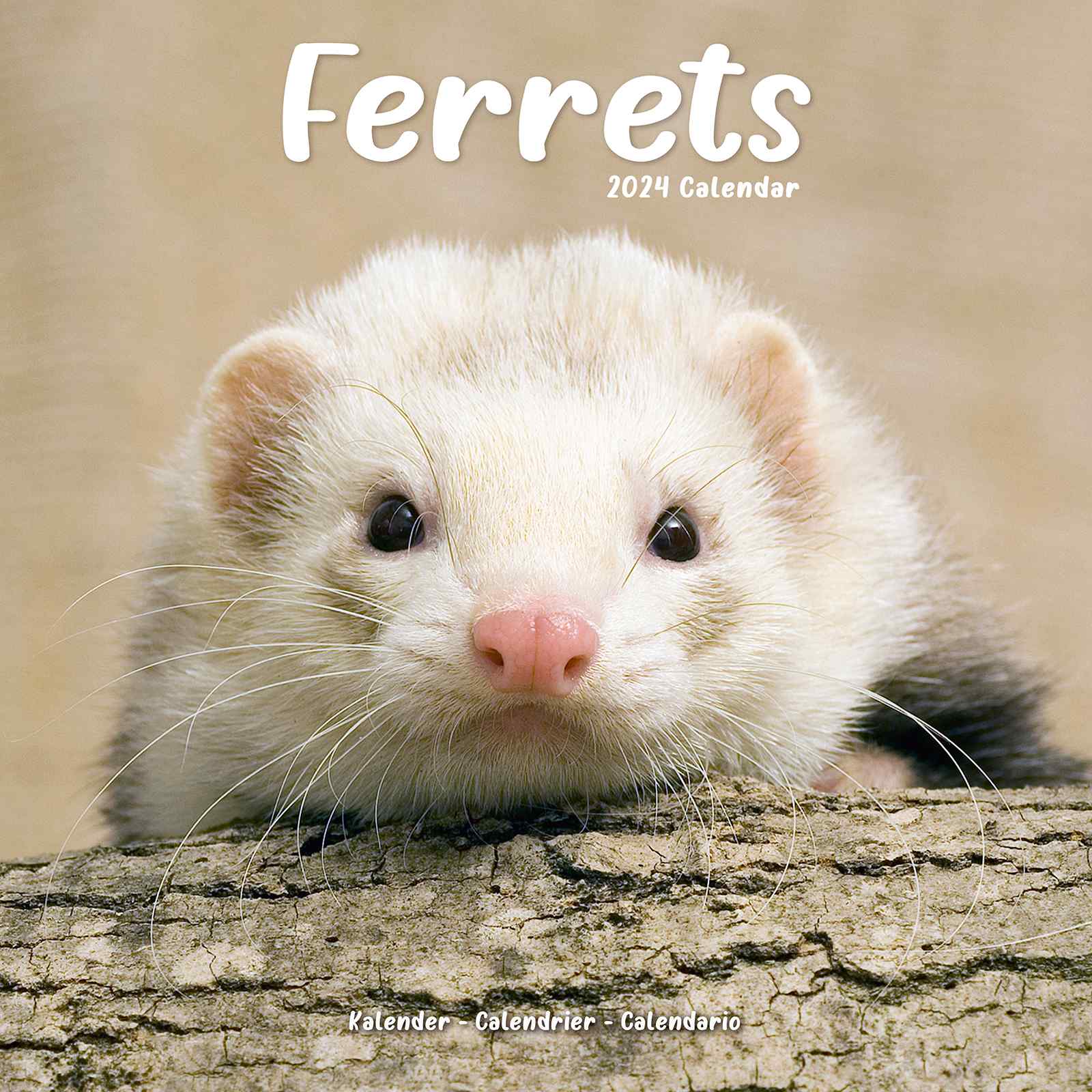 Ferrets Calendar Animal Calendars Pet Prints Inc